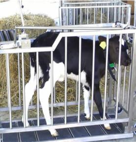 RFID ukaxa sistema de identificación de pesaje inteligente ukampi luratawa