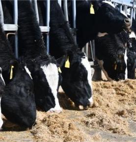 RFID uywa automático inventario ukaxa mä solución